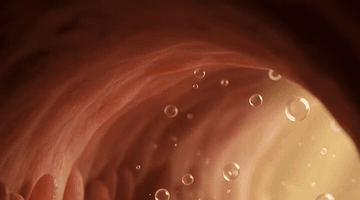 Animation of a golden softgel traveling through the digestive tract